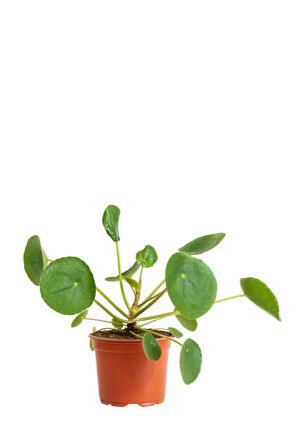 Videolu Pilea hediyeli 5 Parmak Şeflera (60 80 Cm)1 Adet Saksılı İç Mekan Bitkisi Schefflera