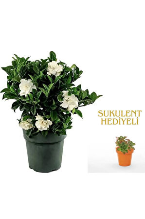 Videolu 1 Adet Anneler Gününe Özel Gardenya Çiçeği 20-30cm Saksılı Sukulent Hediye Gardenia