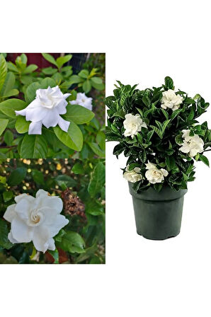 Videolu 1 Adet Anneler Gününe Özel Gardenya Çiçeği 20-30cm Saksılı Sukulent Hediye Gardenia