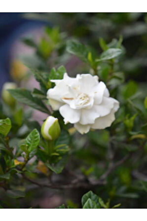 Videolu 1 Adet Anneler Gününe Özel Gardenya Çiçeği 20-30cm Saksılı Sukulent Hediye Gardenia