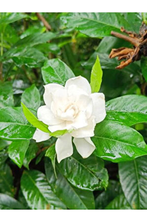 Videolu 1 Adet Anneler Gününe Özel Gardenya Çiçeği 20-30cm Saksılı Sukulent Hediye Gardenia
