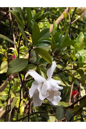 Videolu 1 Adet Beyaz Çiçekli Mis Kokulu Gardenya Çiçeği 20-30 cm Saksılı İç Mekan Bitkileri Gardenia