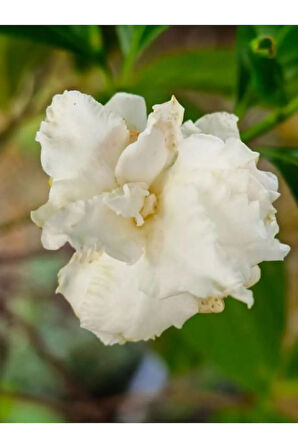 Videolu 1 Adet Beyaz Çiçekli Mis Kokulu Gardenya Çiçeği 20-30 cm Saksılı İç Mekan Bitkileri Gardenia