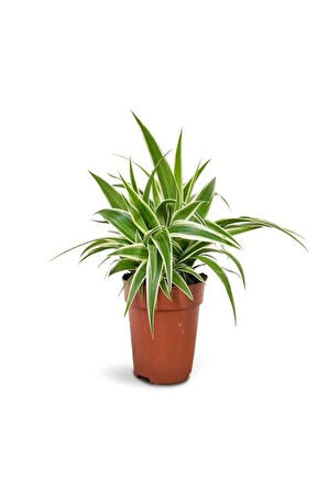 Videolu Pembe Telgraf-Milli Dikenler Tacı-Kurdele Çiçeği 3ADET Saksılı 10-20Cm Mini Salon Bitki Seti