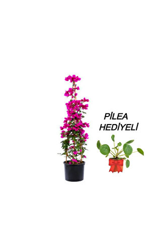 Videolu Kadınlar Gününe Özel Pilea Hediyeli Begonvil 30 40cm 1adet Saksılı Hediyelik Bougainvillea