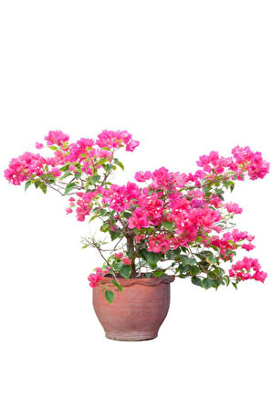 Videolu Kadınlar Gününe Özel Pilea Hediyeli Begonvil 30 40cm 1adet Saksılı Hediyelik Bougainvillea