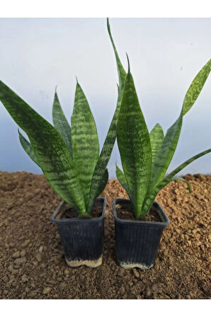Videolu Zarif Görünümlü 2 Adet Kılıç Çiçeği 30-45 Cm Saksılı İç Mekan Bitkileri (Gladiolus)