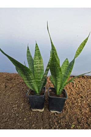 Videolu Kılıç Çiçeği (10 30 Cm) 2 Adet Saksılı İç/ Dış Mekan Bitkisi Gladiolus