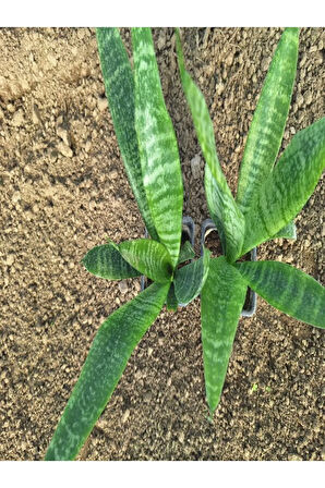 Videolu Kılıç Çiçeği (10 30 Cm) 2 Adet Saksılı İç/ Dış Mekan Bitkisi Gladiolus