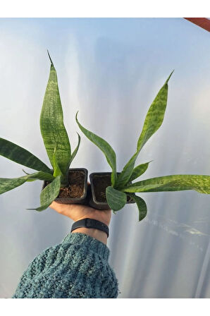 Videolu Kılıç Çiçeği (10 30 Cm) 2 Adet Saksılı İç/ Dış Mekan Bitkisi Gladiolus