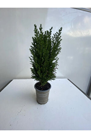 Videolu Salon Çamı Elvudi Çamı 45-55 Cm Yılbaşına Özel Hediyelik Çam Ağacı Elwoodi