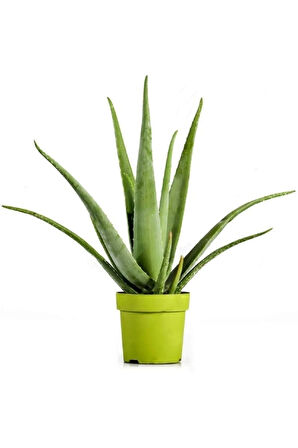 Videolu Aloevera Çiçeği Bitkisi 20-30 Cm Saksılı Iç Mekan Bitkileri Aloe Barbadensis Miller