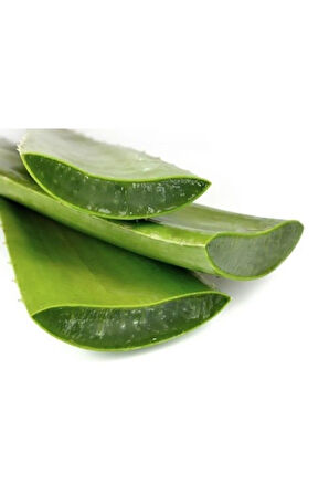 Videolu Aloevera Çiçeği Bitkisi 20-30 Cm Saksılı Iç Mekan Bitkileri Aloe Barbadensis Miller