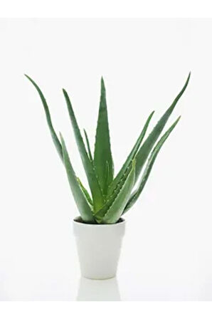 Videolu Aloevera Çiçeği Bitkisi 20-30 Cm Saksılı Iç Mekan Bitkileri Aloe Barbadensis Miller