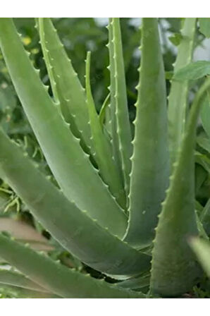 Videolu Aloevera Çiçeği Bitkisi 20-30 Cm Saksılı Iç Mekan Bitkileri Aloe Barbadensis Miller