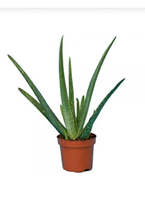 Canlı Aloevera Bitkisi 15cm