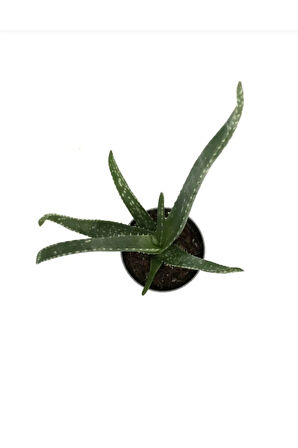 Canlı Aloevera Bitkisi 15cm