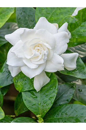 Videolu Kokulu Gardenya Çiçeği (30 40 CM)1 Adet Saksılı Çiçekli Iç Mekan Bitkisi Gardenia