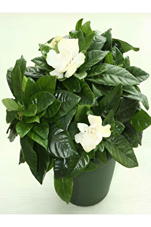Videolu Kokulu Gardenya Çiçeği (30 40 CM)1 Adet Saksılı Çiçekli Iç Mekan Bitkisi Gardenia