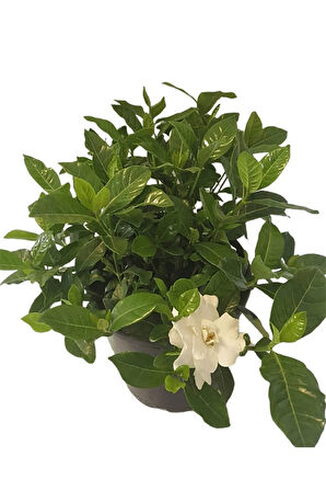 Videolu Anneler Gününe Özel Gardenya (30 50 CM)1 Adet Saksılı Iç Mekan Bitkisi Gardenia