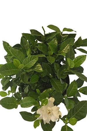 Videolu Anneler Gününe Özel Gardenya (30 50 CM)1 Adet Saksılı Iç Mekan Bitkisi Gardenia