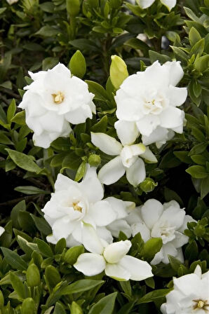 Videolu Anneler Gününe Özel Gardenya (30 50 CM)1 Adet Saksılı Iç Mekan Bitkisi Gardenia