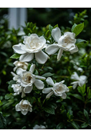 Videolu Kokulu Gardenya Çiçeği (40 60 CM)1 Adet Saksılı Çiçekli Iç/ Dış Mekan Bitkisi Gardenia