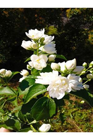 Videolu Kokulu Gardenya Çiçeği (40 60 CM)1 Adet Saksılı Çiçekli Iç/ Dış Mekan Bitkisi Gardenia