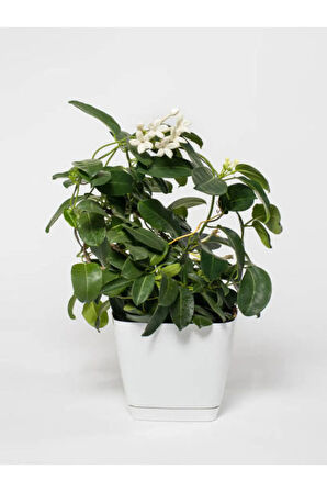 Videolu Anneler Gününe Özel Gardenya (40 50 CM)1 Adet Saksılı Iç Mekan Bitkisi Gardenia