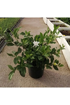 Videolu Anneler Gününe Özel Gardenya (40 50 CM)1 Adet Saksılı Iç Mekan Bitkisi Gardenia