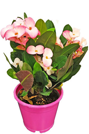 Çok Avantajlı Alacalı Pembe -pink Euphorbia Milii Dikenler Tacı Çiçekli Kaktüs