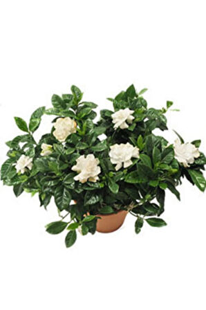 Videolu Anneler Gününe Özel Gardenya (30 50 CM)1 Adet Saksılı Iç Mekan Bitkisi Gardenia