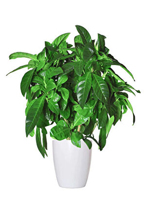 Videolu Anneler Gününe Özel Gardenya Tomurcuk (20 40 CM)1 Adet Saksılı Iç Mekan Bitkisi Gardenia