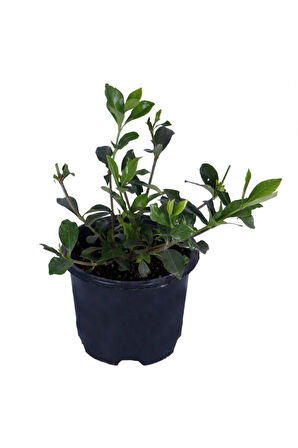 Videolu Anneler Gününe Özel Gardenya (25 45 CM)1 Adet Saksılı Iç Mekan Bitkisi Gardenia