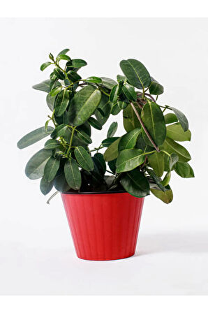 Videolu Anneler Gününe Özel Gardenya (25 45 CM)1 Adet Saksılı Iç Mekan Bitkisi Gardenia