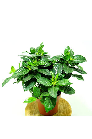 Videolu Anneler Gününe Özel Gardenya (30 40 CM)1 Adet Saksılı Ofis Balkon Bitkisi Gardenia