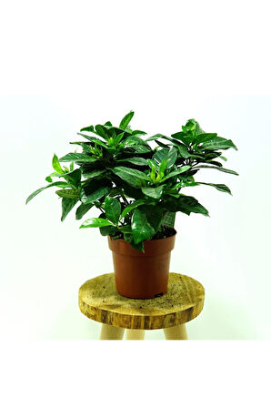 Videolu Anneler Gününe Özel Gardenya (30 40 CM)1 Adet Saksılı Ofis Balkon Bitkisi Gardenia