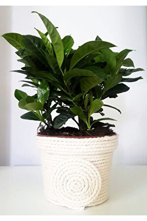 Videolu Anneler Gününe Özel Gardenya (25 40 CM)1 Adet Saksılı Ofis Iç Mekan Bitkisi Gardenia