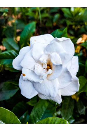 Videolu Anneler Gününe Özel Gardenya (25 40 CM)1 Adet Saksılı Ofis Iç Mekan Bitkisi Gardenia