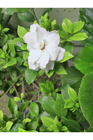 Videolu 1 Adet Hoş Kokulu Gardenya Çiçeği Salon Bitkisi 25-35 Cm Saksılı Iç Mekan Bitki Gardenia