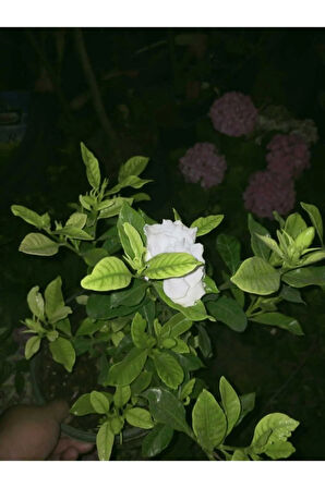 Videolu 1 Adet Hoş Kokulu Gardenya Çiçeği Salon Bitkisi 25-35 Cm Saksılı Iç Mekan Bitki Gardenia