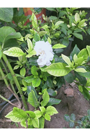 Videolu 1 Adet Hoş Kokulu Gardenya Çiçeği Salon Bitkisi 25-35 Cm Saksılı Iç Mekan Bitki Gardenia