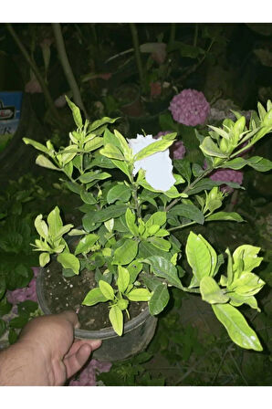 Videolu 1 Adet Hoş Kokulu Gardenya Çiçeği Salon Bitkisi 25-35 Cm Saksılı Iç Mekan Bitki Gardenia