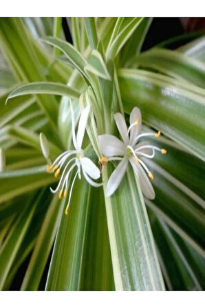 Çok Avantajlı Kurdele Çiçeği Büyük Bol Köklü Iç Mekan Bitkisi (chlorophytum Comosum) 30-50cm