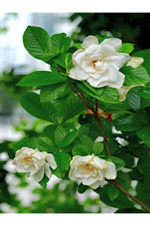 Videolu 1 Adet Mis Kokulu Gardenya Çiçeği Salon Bitkisi 25-35 Cm Saksılı Iç Mekan Bitki Gardenia