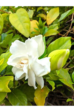 Videolu 1 Adet Mis Kokulu Gardenya Çiçeği Salon Bitkisi 25-35 Cm Saksılı Iç Mekan Bitki Gardenia