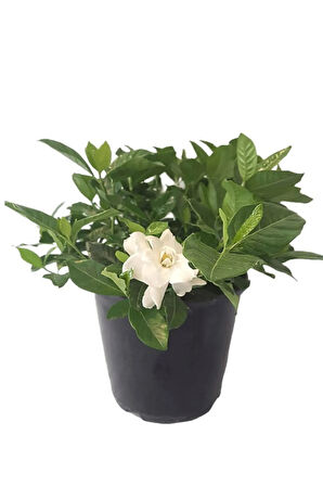 Videolu 1 Adet Mis Kokulu Gardenya Çiçeği Salon Bitkisi 25-35 Cm Saksılı Iç Mekan Bitki Gardenia