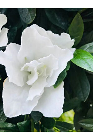 Videolu 1 Adet Hediyelik Mis Kokulu Gardenya Çiçeği 25-35 Cm Saksılı Iç Mekan Gardenia