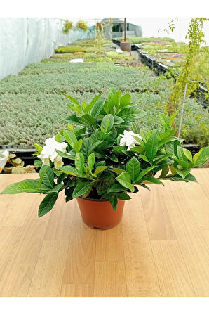 Videolu 1 Adet Hediyelik Mis Kokulu Gardenya Çiçeği 25-35 Cm Saksılı Iç Mekan Gardenia