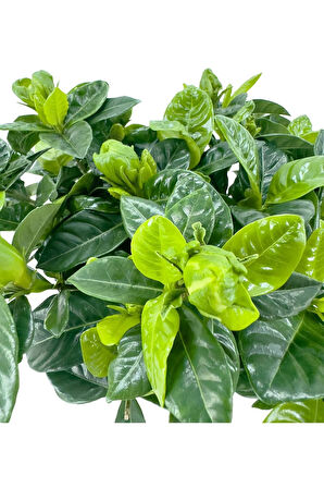 Videolu 1 Adet Doğum Günü Hediyesi Mis Kokulu Gardenya Çiçeği 25-40 Cm Saksılı Iç Mekan Gardenia